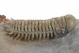 Flying Crotalocephalina Trilobite - Atchana, Morocco #359171-1